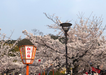 桜がきれいですね☆