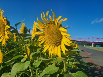 ひまわりが見頃ですよ～♪＆花火大会