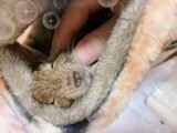 もこもこ(*´Д｀)。◌