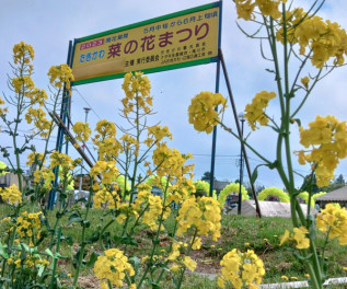 滝川市の●の花まつり！今日から開催！！　出勤前に朝イチで行ってきました☆