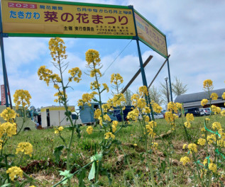 「菜の花まつり」今週末で終了です！