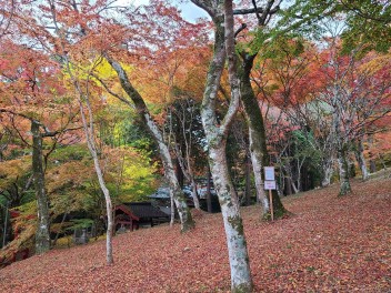 稲荷山公園☆紅葉