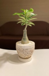 観葉植物のお手入れは筋トレ！？