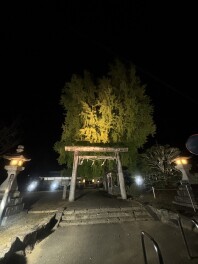丹生酒殿神社★イチョウ