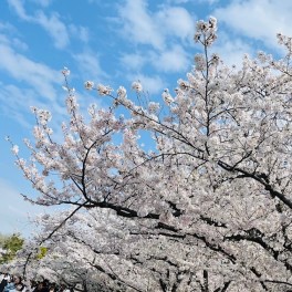 愛車に乗って福岡の桜スポットご紹介！