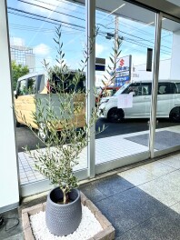 シンボルツリー　『オリーブ　エルグレコ』