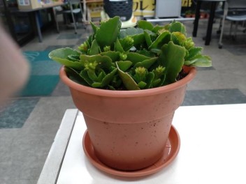 車検をご依頼のお客様に鉢植えプレゼント！