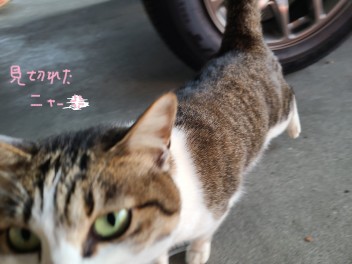 きょうのにゃんこ☆