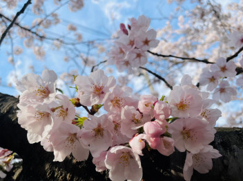 桜が満開です