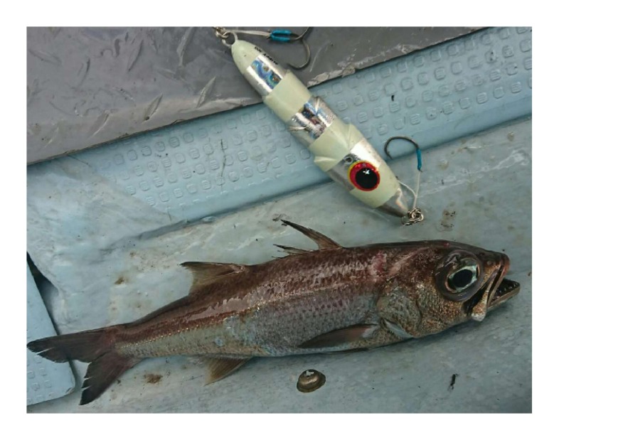 清水へ魚釣りに行ってきました♪