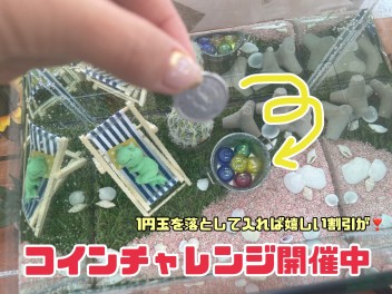 【中野店限定】ハズレなし！コインチャレンジ開催！