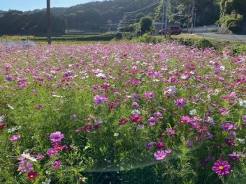 畑一面にコスモスが咲いてます