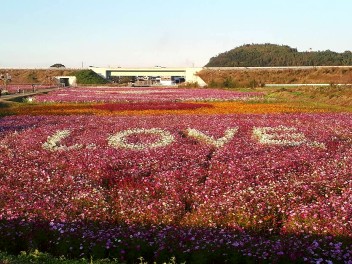 コスモス園☆