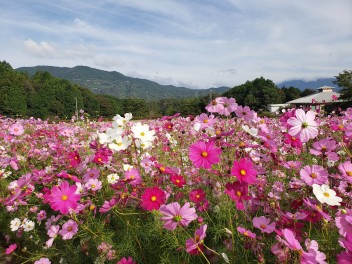 秋桜☆