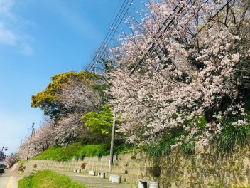 春が来ました(^^)/