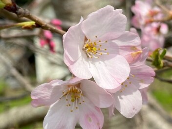 ご来店ありがとうございました