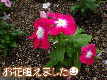 ☆週末はスズキの日☆花壇の植え替えしました☆