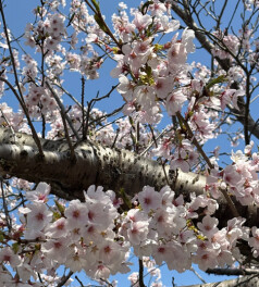 桜時期ですよねー