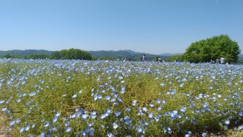 季節の花『芝桜とネモフィラ』を見てきました♪