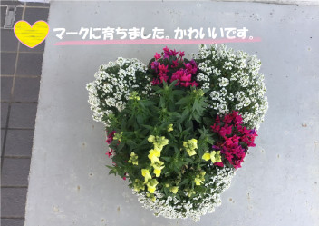八女日記　「ハート型にお花が咲きました」