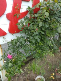 バラの花が綺麗に咲きそうです