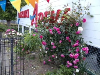 バラの花　満開！
