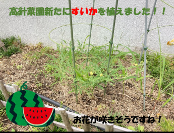 高針菜園　第二弾！