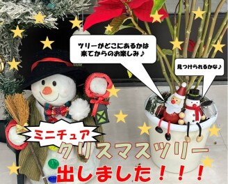 （ミニチュア）ツリー登場！！