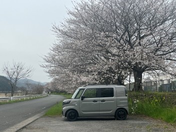 桜・桜・桜