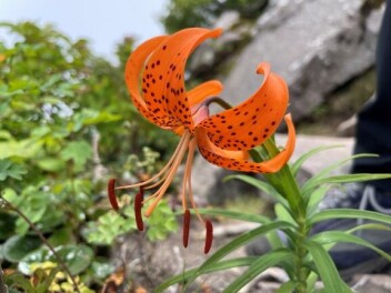 てんちょうさんぽ「ユートピアお花畑編」