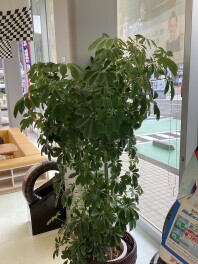 8月スタート！