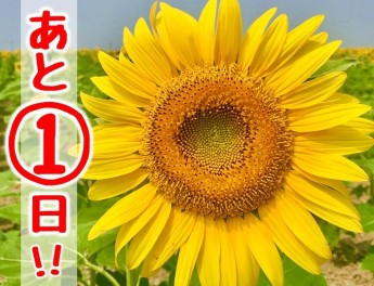 あと１日！！