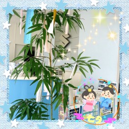 本日は七夕です