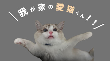 我が家の愛猫紹介！！