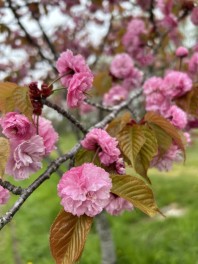 桜満開