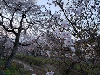 桜☆さくら