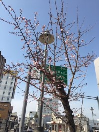 早い桜が咲き始めました。