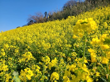 双海町の菜の花☆２０２２