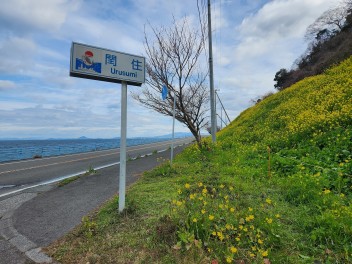 双海町の菜の花☆２０２３