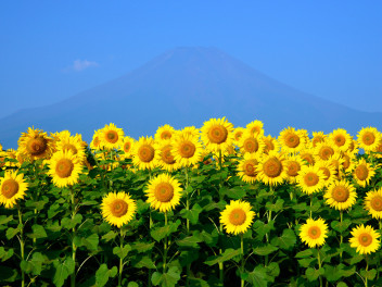 夏季休業日のご案内