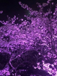 ♡夜桜♡
