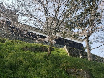 桜　さくら②大洲城