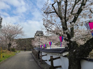 大洲城の桜