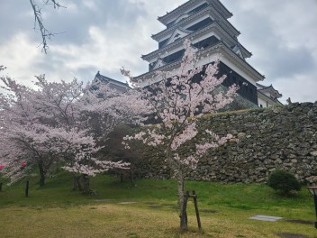 大洲城の桜