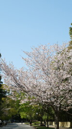 近くの公園までちょっとドライブしてみませんか