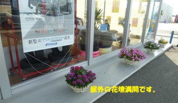春の花満開です