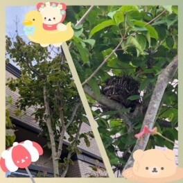 シン・鳥伝説