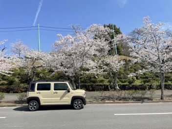 2023年ハスラーで桜スポット