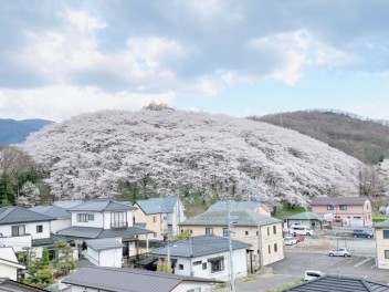 弘法山の桜