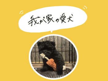 我が家の愛犬をご紹介します